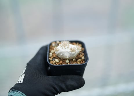 パキポディウム　レウコキサンツム　沖縄実生　No.7