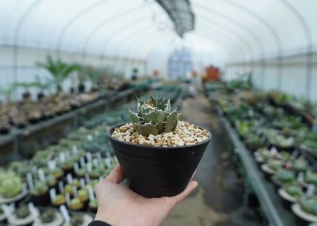 アガベ　チタノタ　FO-76　agave titanota  FO-76　No.26