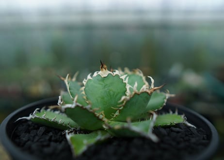 アガベ　チタノタ　フィリグリー　agave titanota filigree　No.5