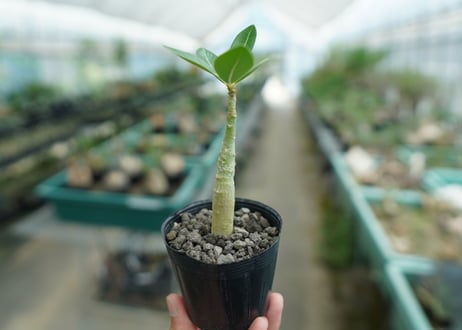 アデニウム　Adenium