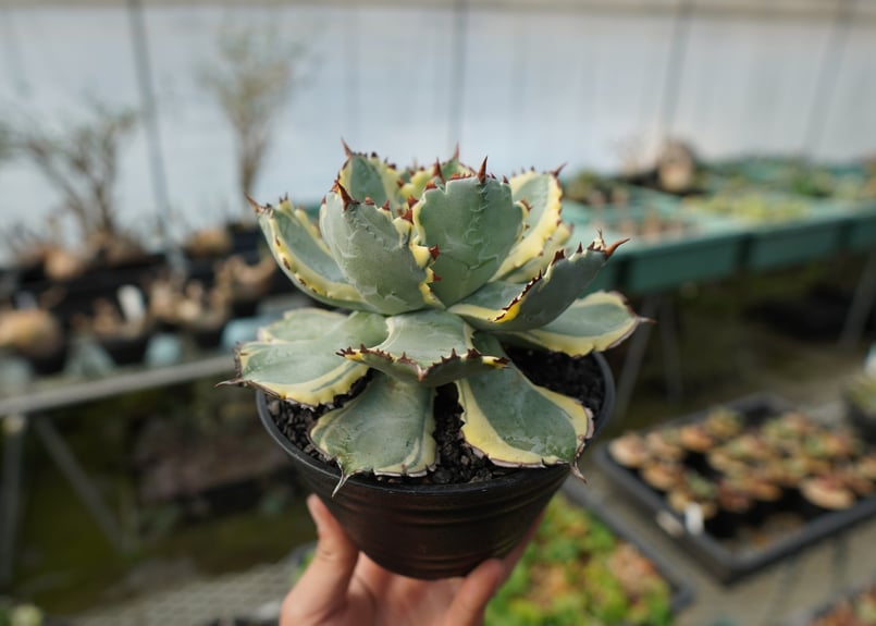 アガベ 兜蟹錦 連棘 Agave isthmensis “Kabutogani” varieg