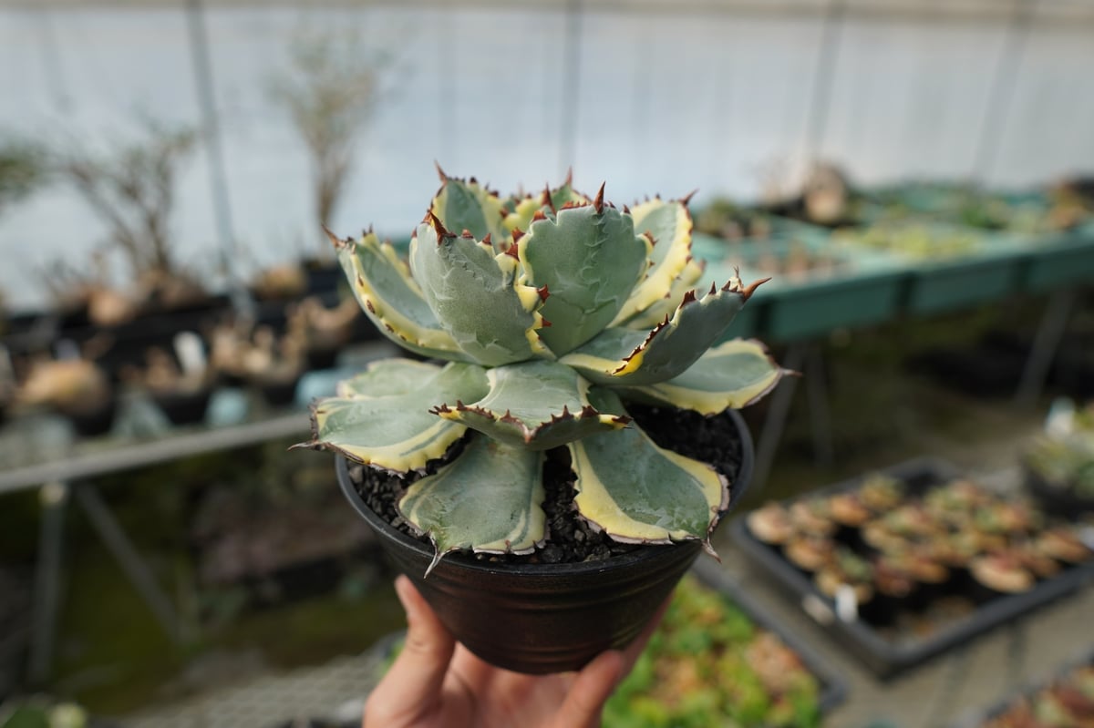 アガベ 兜蟹錦 連棘 Agave isthmensis “Kabutogani” varieg