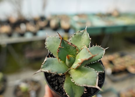 アガベ　チタノタ　FO-76　agave titanota FO-76