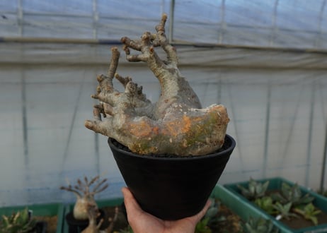 パキポディウム　グラキリス　Pachypodium Gracilius　No.1