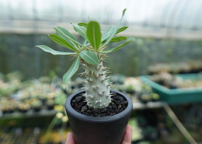 パキポディウム ホロンベンセ Pachypodium horombense | mana's