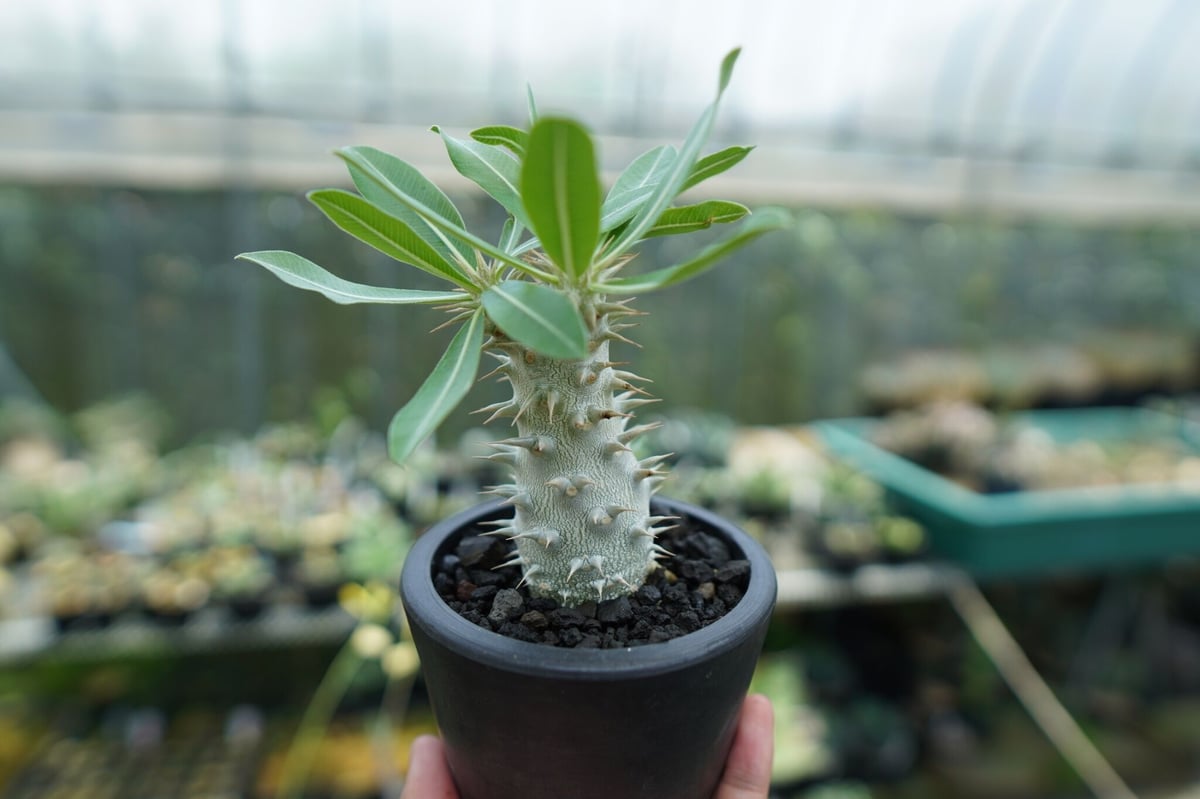 パキポディウム ホロンベンセ Pachypodium horombense | mana's
