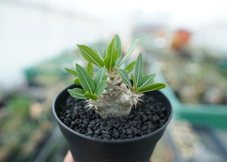 パキポディウム　恵比寿大黒　Pachypodium Densicaule　No.4