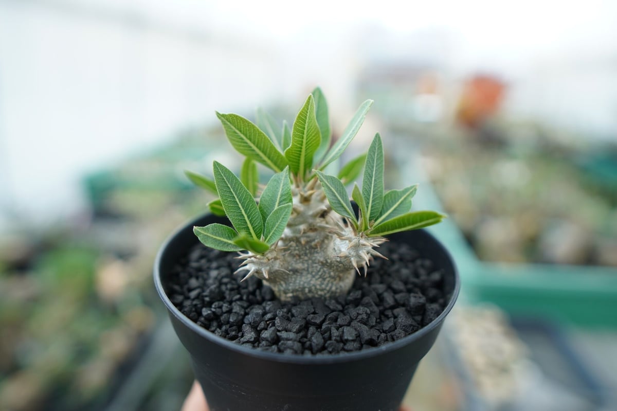 BARREAL様パキポディウム　恵比寿大黒　150株セット パキポディウム 恵比寿大黒 Pachypodium Densicaule No.4 | man