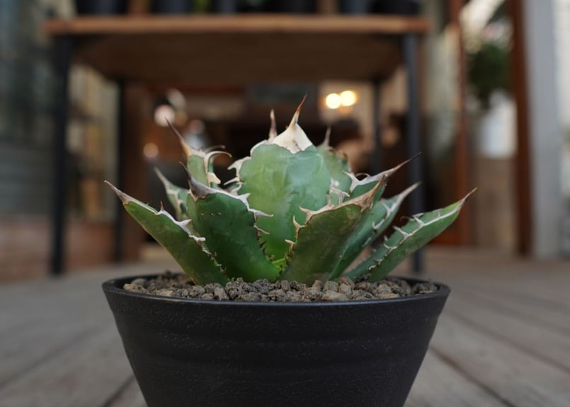 アガベ チタノタ イタリア カキコ アガベ チタノタ ヤバノタ イタリア産ボールタイプ カキコ