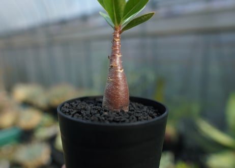 アデニウム　Adenium  No.1