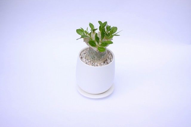 パキポディウム 恵比寿笑い ブレビカウレ 接ぎ木 | mana's farm:塊根