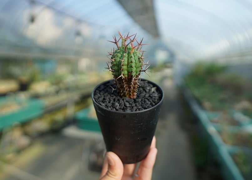 ユーフォルビア 群星冠 Euphorbia stellispina No.1 | mana'