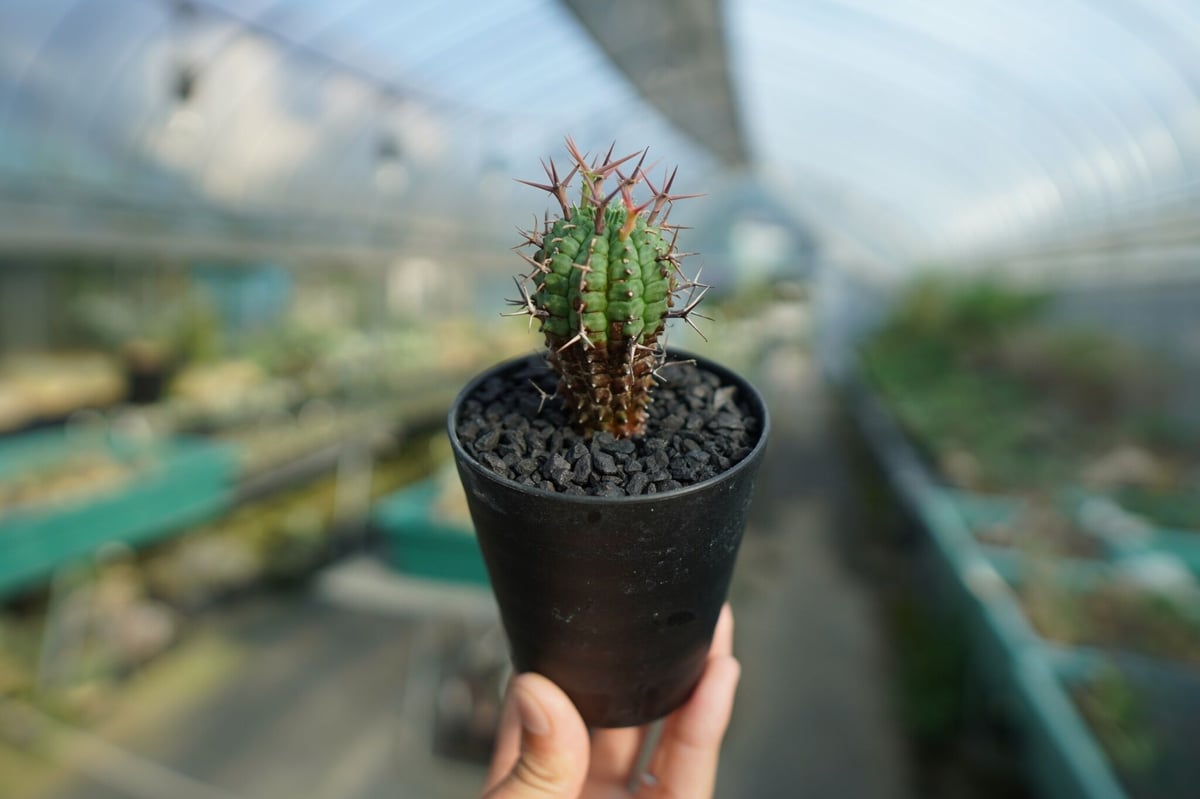ユーフォルビア 群星冠 Euphorbia stellispina No.1 | mana' ユーフォルビア 群星冠 Euphorbia stellispina No.1 | mana'