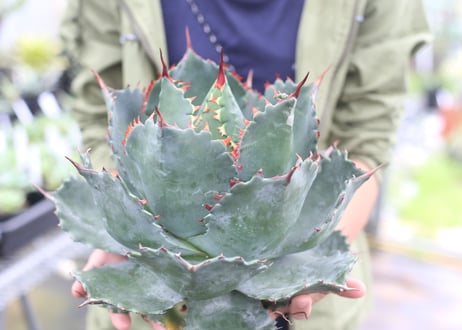 Agave parrasana x isthmensis