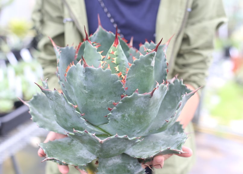 Agave parrasana x isthmensis | mana's green:塊根植 Agave parrasana x isthmensis | mana's green:塊根植