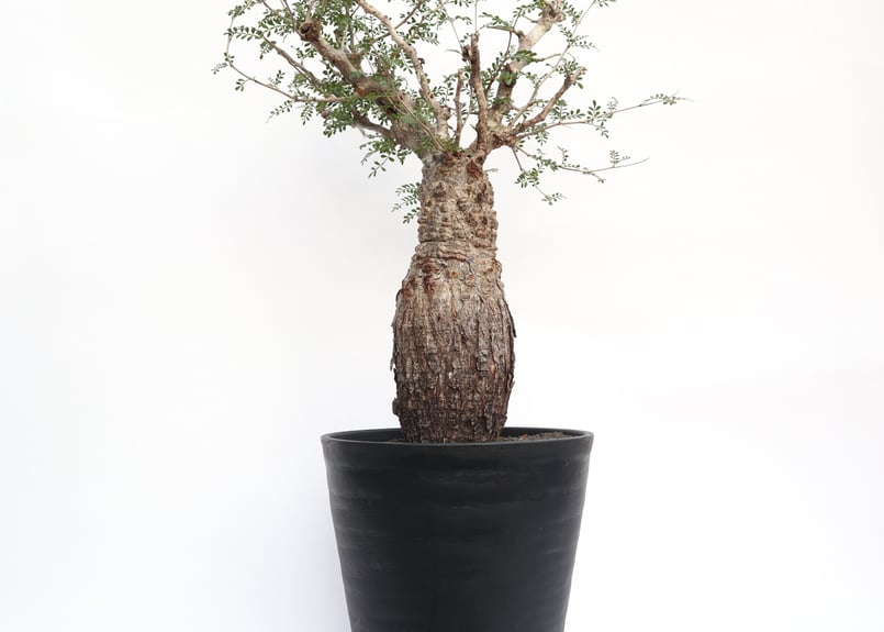 オペルクリカリア パキプス | mana's farm:塊根植物・アガベ・ドライ