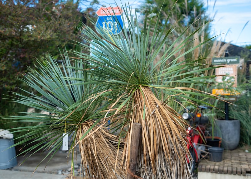 ユッカ　トリプルヘッド　ロストラータ　アガベ　アメリカーナ　那智の輝き ユッカ トリプルヘッド ロストラータ アガベ アメリカーナ 那智の輝き