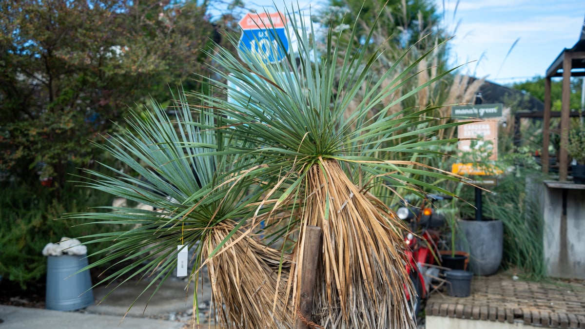 トリプルヘッドの超希少個体】ユッカ ロストラータ | mana's farm:塊根