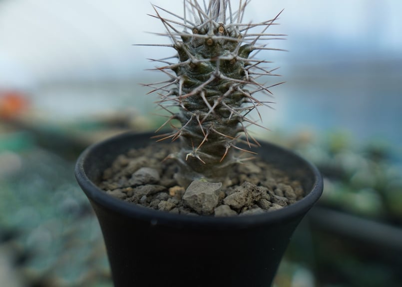 パキポディウム ゲアイ 亜阿相界 | mana's farm:塊根植物・アガベ