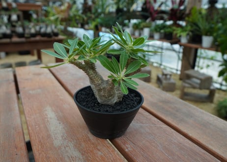 パキポディウム マカイエンセ　Pachypodium makayense　No.10