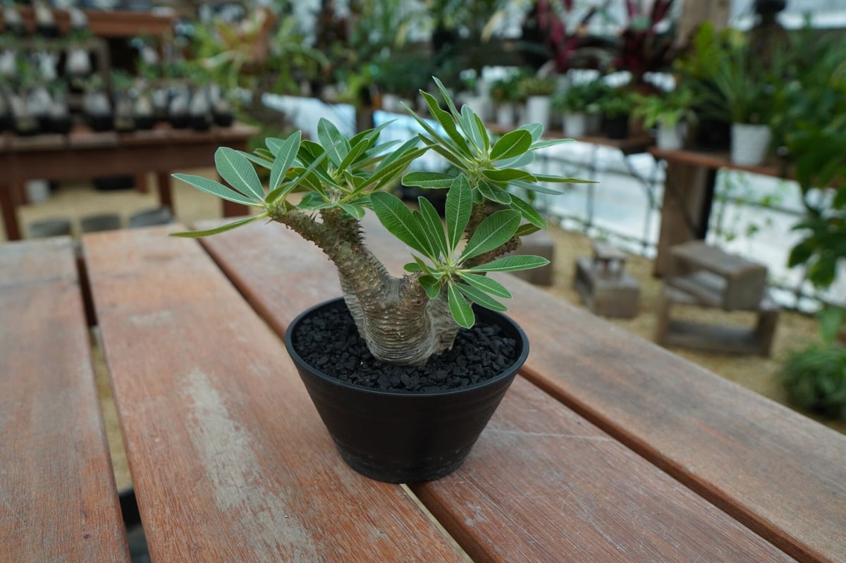 パキポディウム マカイエンセ Pachypodium makayense No.10 | ma