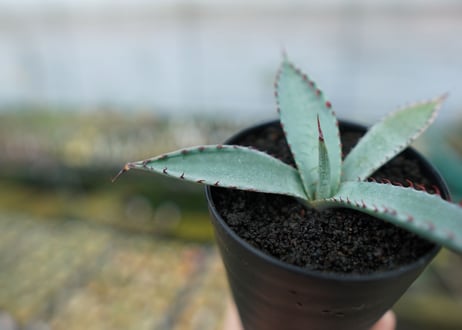 アガベ　屈原の舞扇 Agave 'Kutsugen no Maiougi'