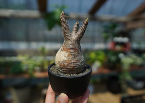 【未発根】パキポディウム　グラキリス　 Pachypodium Gracilius  No.10