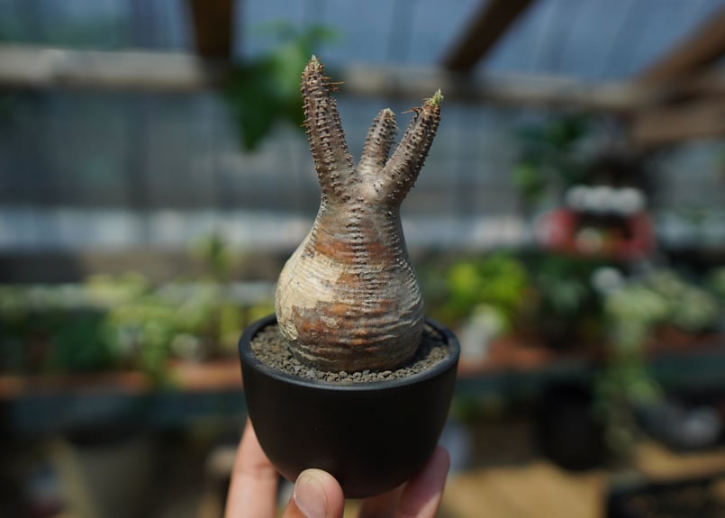 未発根】パキポディウム グラキリス Pachypodium Gracilius No.1