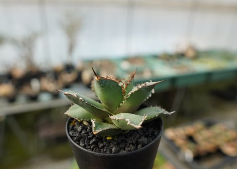 アガベ　チタノタ　FO-76　agave titanota FO-76