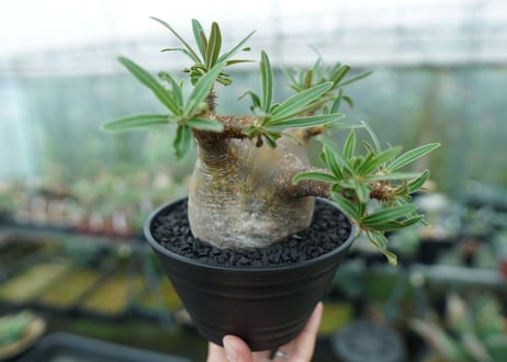 パキポディウム　グラキリス　 Pachypodium Gracilius  No.4