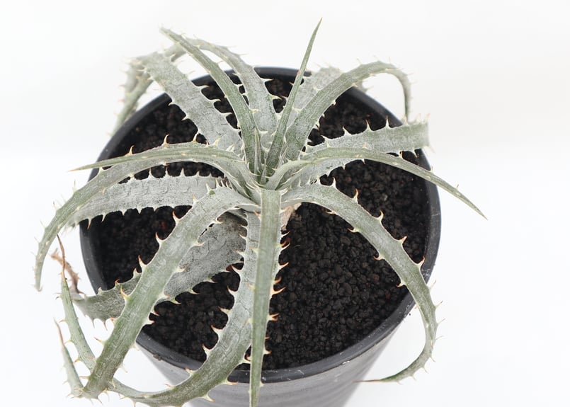 本物 ディッキア デリカータ Dyckia delicata rubra Dyckia hebdingii spineless x delicata rubra [ dyu.046
