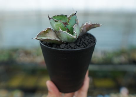 アガベ　チタノタ　 ブラックアンドブルー 　Agave titanota black and blue　No.11