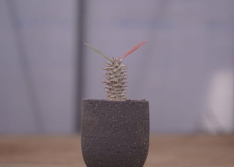 パキポディウム　伊藤ハイブリッド　 Pachypodium 'Itoh Hybrid'