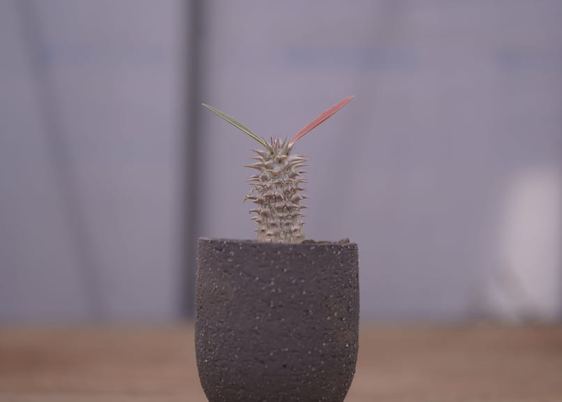 パキポディウム 伊藤ハイブリッド Pachypodium 'Itoh Hybrid' | m パキポディウム 伊藤ハイブリッド Pachypodium 'Itoh Hybrid' | m