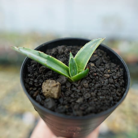 シャークスキン | STORES