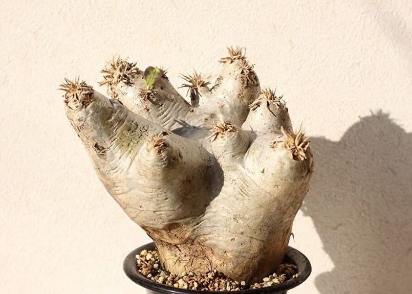 Pachypodium eburneum パキポディウム エブレネウム no.1 | man