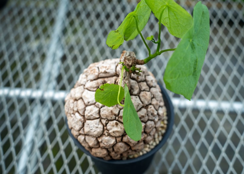 ステファニア スベローサ No.8 | mana's farm:塊根植物・アガベ