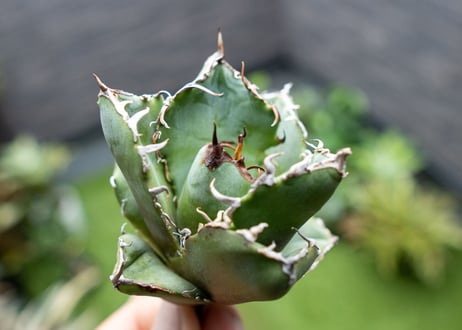 Agave titanota 白鯨嚴龍 カキコ NO.2