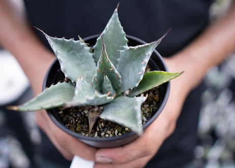 Agave parrasana