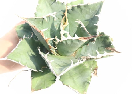 Agave titanota FO-76 compacta dwarf  no.3