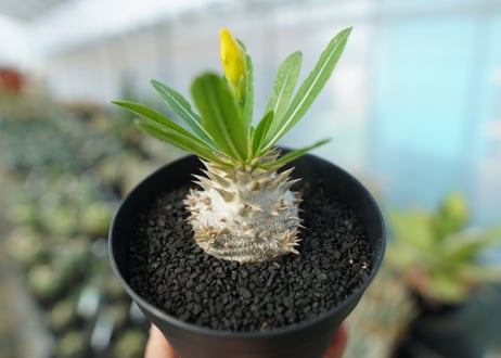 パキポディウム　恵比寿大黒　Pachypodium Densicaule　No.3