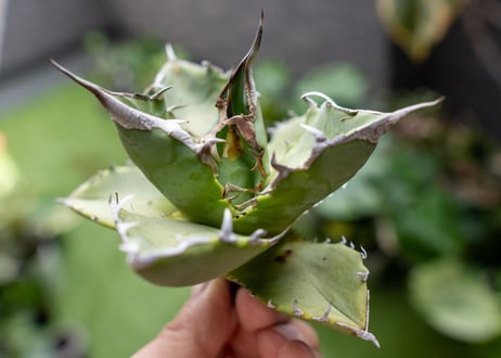 Agave Sowing seeds A NO.5
