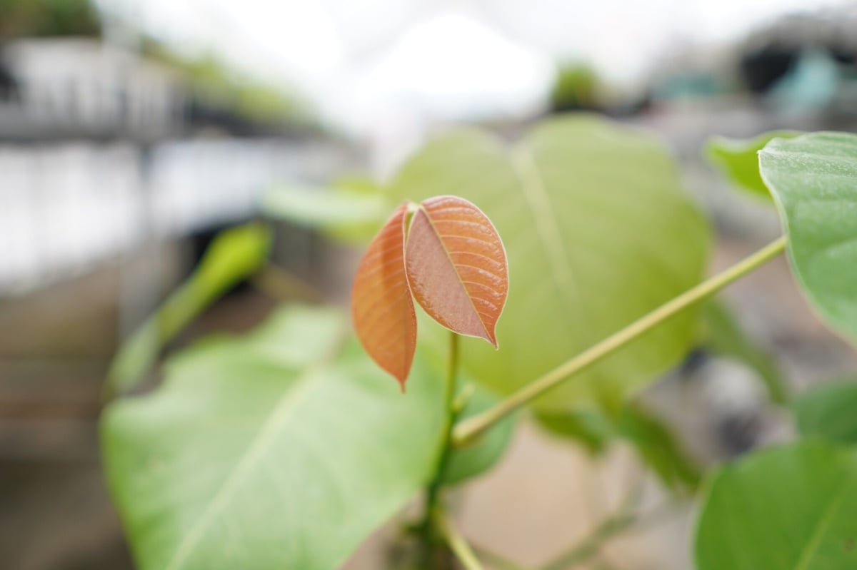 大人気#ボンバックス#希少#早い者勝ち☆♪