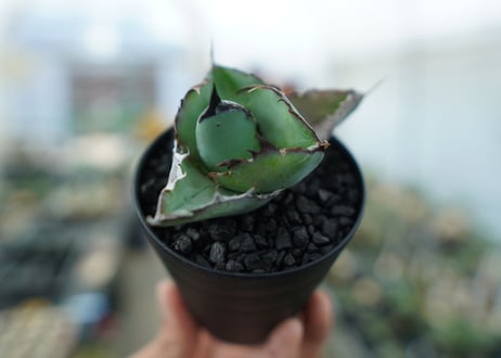 アガベ　チタノタ　 ブラックアンドブルー 　Agave titanota black and blue　No.2