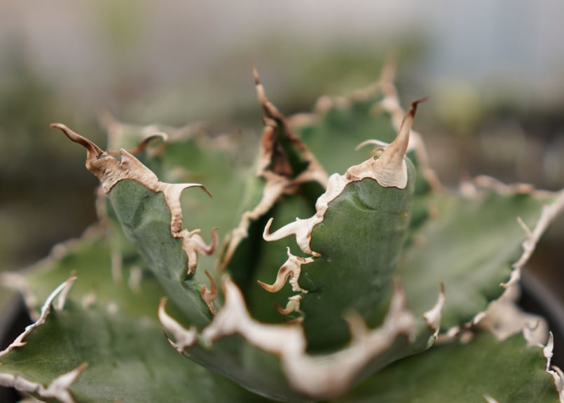 アガベ チタノタ 白鯨嚴龍 | mana's farm:塊根植物・アガベ・ドライ