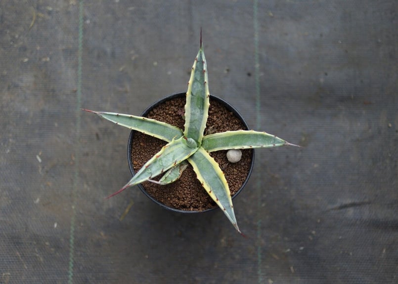 アガベ スカブラ錦 | mana's farm:塊根植物・アガベ・ドライ