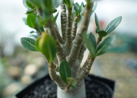 アデニウム　Adenium　No.1