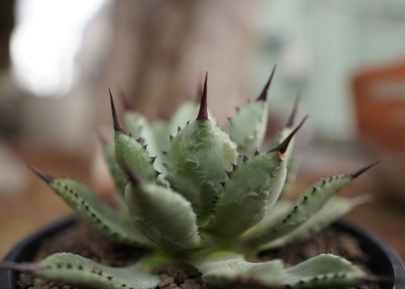 アガベ マクロアカンサ×ポタトラム Agave macroacantha×potatorum