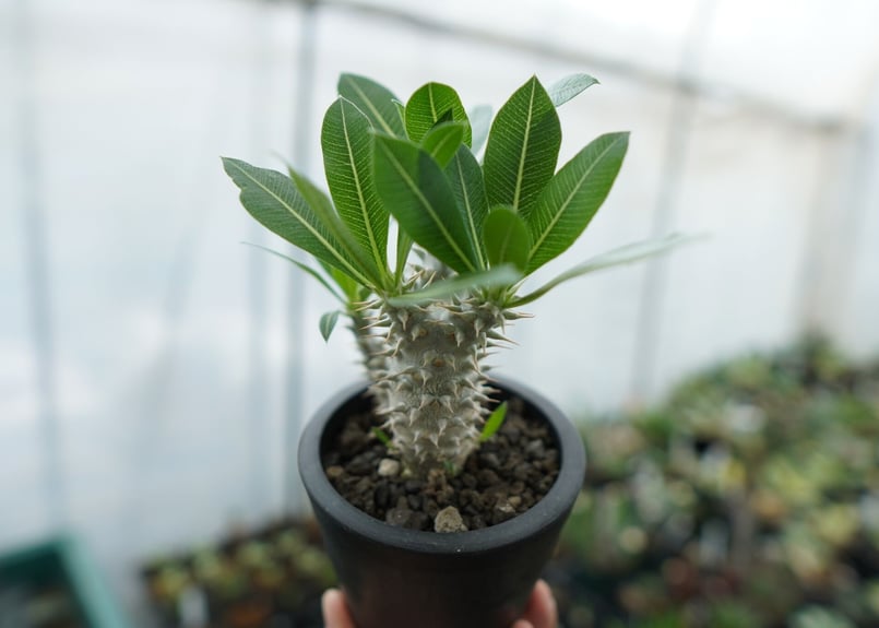 パキポディウム ホロンベンセ Pachypodium horombense No.11 |