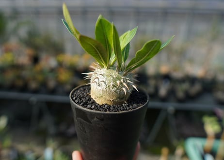 パキポディウム　恵比寿大黒　Pachypodium Densicaule